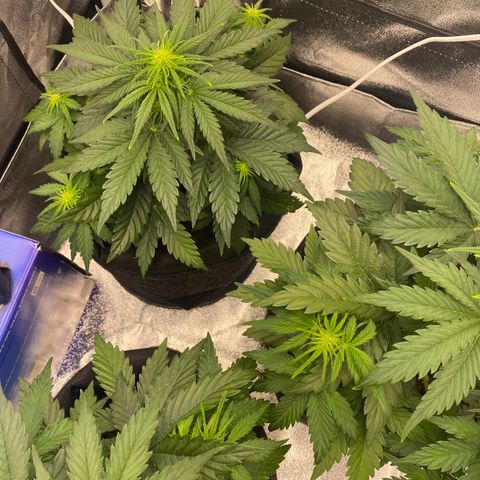 Babys try one growlog timeline photo