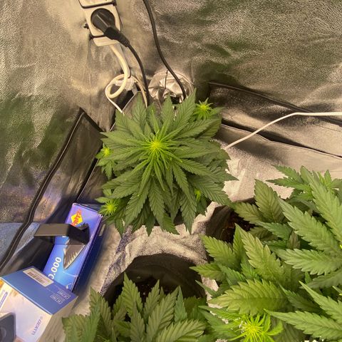 Babys try one growlog timeline photo