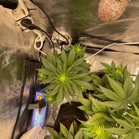 Babys try one growlog timeline photo