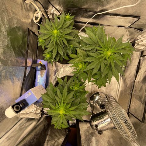 Babys try one growlog timeline photo