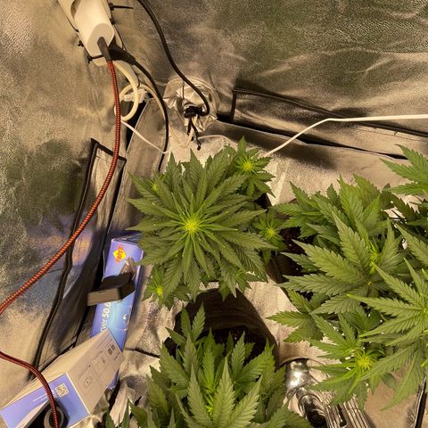 Babys try one growlog photo: Papa ist stolz🥰