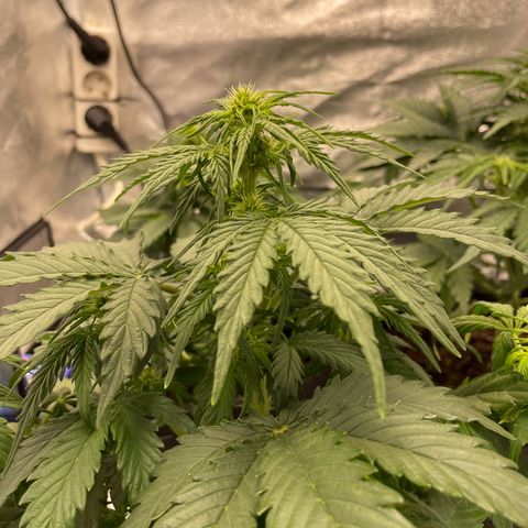 Babys try one growlog photo: Papa ist stolz🥰