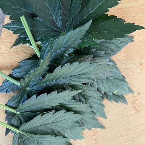 Babys try one growlog photo: Papa ist stolz🥰