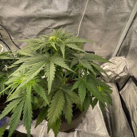 Babys try one growlog photo: Papa ist stolz🥰