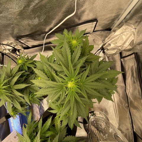 Babys try one growlog photo: Papa ist stolz🥰