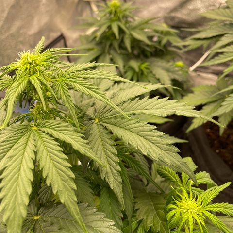 Babys try one growlog photo: Papa ist stolz🥰