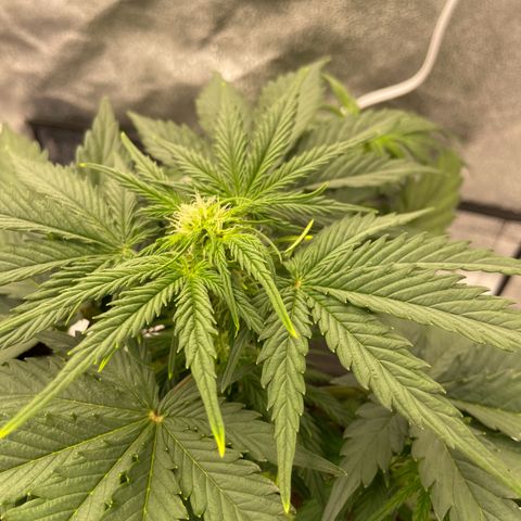 Babys try one growlog photo: Papa ist stolz🥰