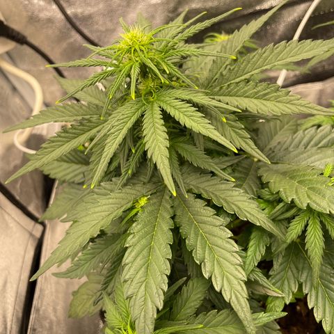 Babys try one growlog photo: Papa ist stolz🥰