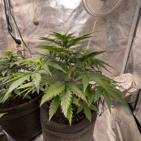 Babys try one growlog timeline photo