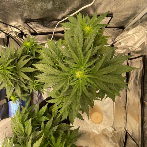 Babys try one growlog timeline photo