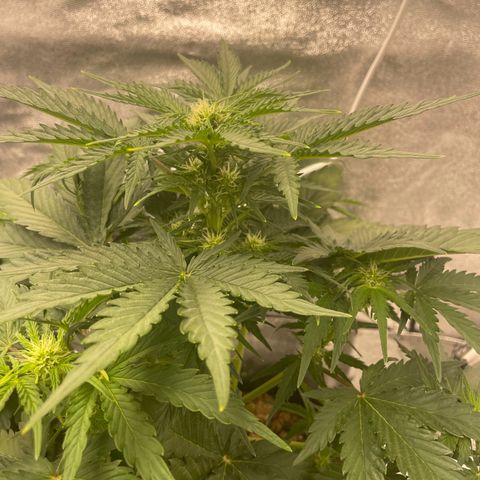 Babys try one growlog timeline photo