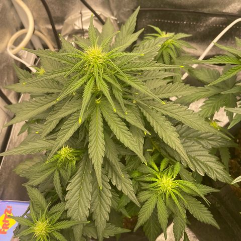 Babys try one growlog timeline photo