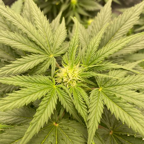 Babys try one growlog timeline photo