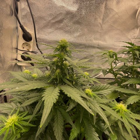Babys try one growlog timeline photo