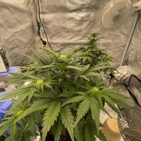 Babys try one growlog timeline photo