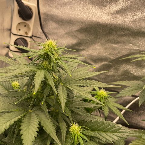 Babys try one growlog timeline photo