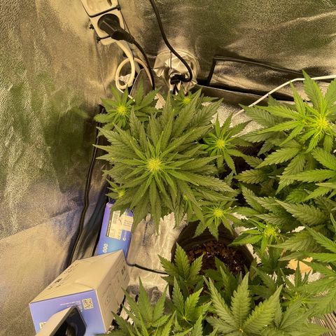 Babys try one growlog timeline photo