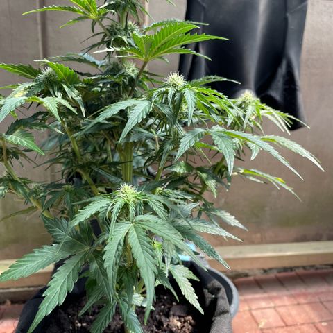 Babys try one growlog timeline photo