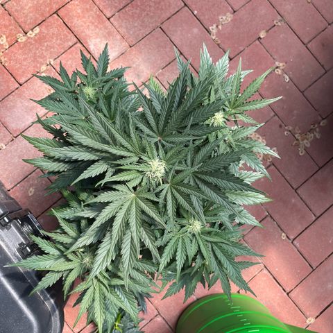 Babys try one growlog timeline photo