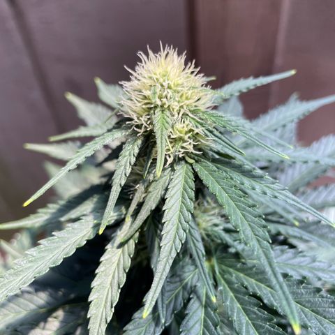 Babys try one growlog timeline photo