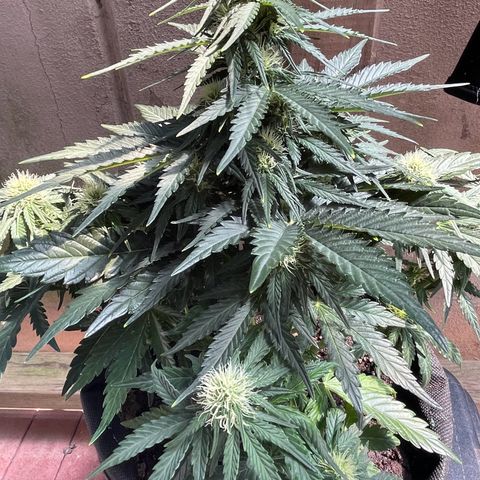 Babys try one growlog timeline photo