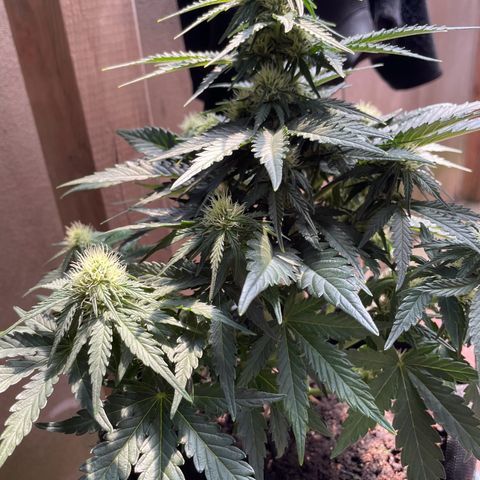 Babys try one growlog timeline photo