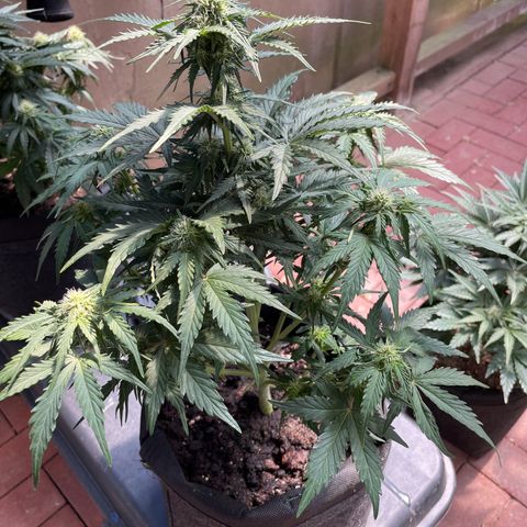 Babys try one growlog timeline photo