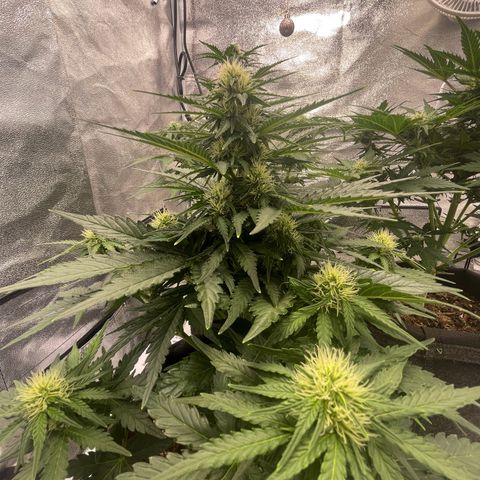 Babys try one growlog timeline photo