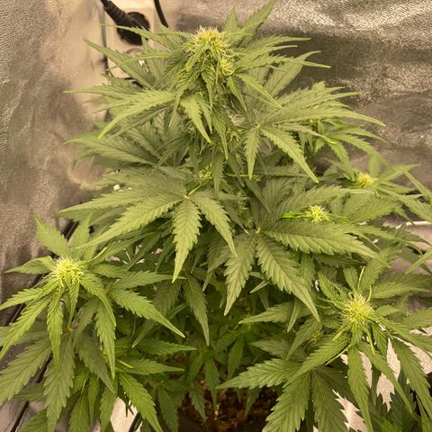 Babys try one growlog timeline photo