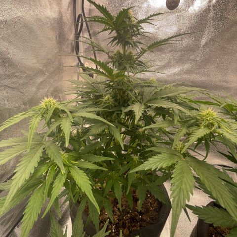 Babys try one growlog timeline photo