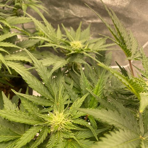 Babys try one growlog timeline photo