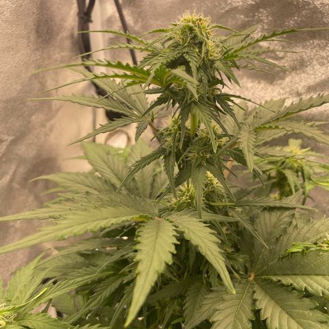 Babys try one growlog timeline photo