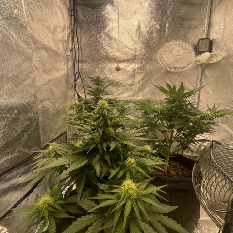 Babys try one growlog timeline photo