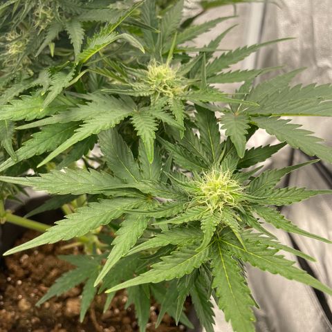 Babys try one growlog timeline photo