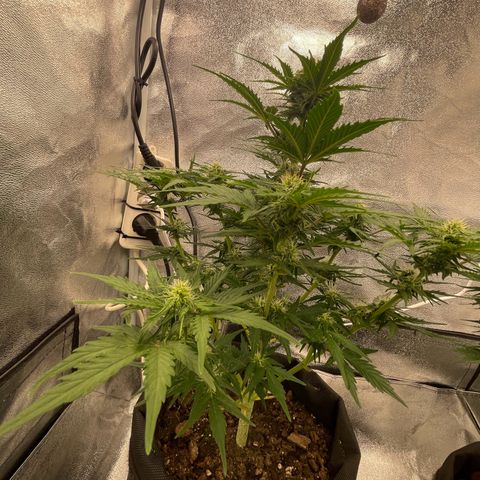 Babys try one growlog timeline photo