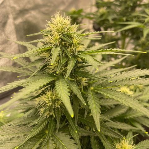 Babys try one growlog timeline photo