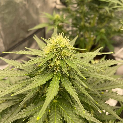Babys try one growlog timeline photo