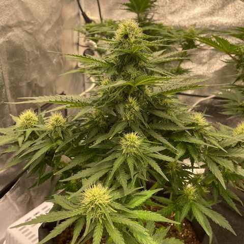 Babys try one growlog timeline photo