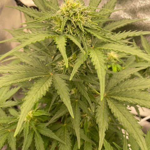 Babys try one growlog timeline photo
