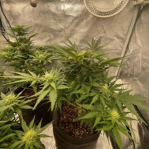 Babys try one growlog timeline photo