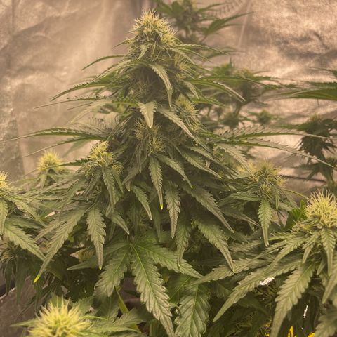 Babys try one growlog timeline photo