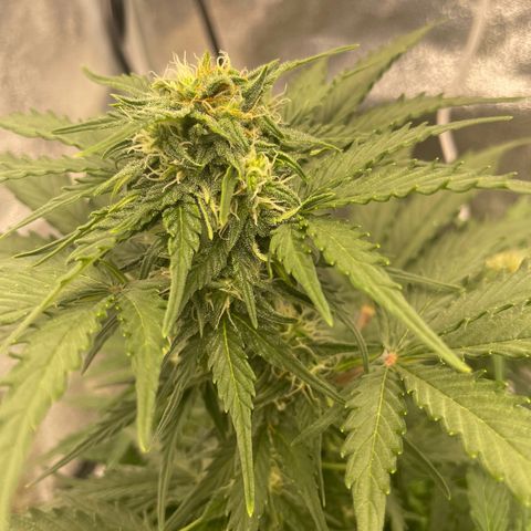 Babys try one growlog timeline photo
