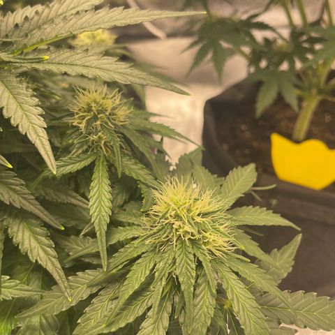 Babys try one growlog timeline photo