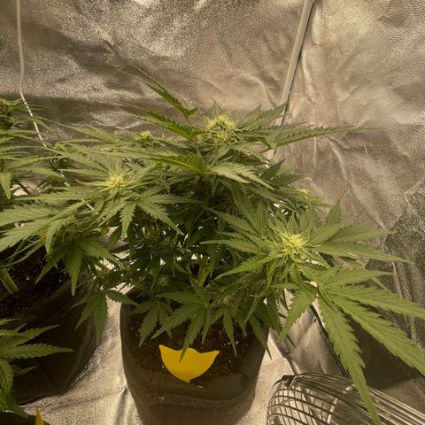 Babys try one growlog timeline photo