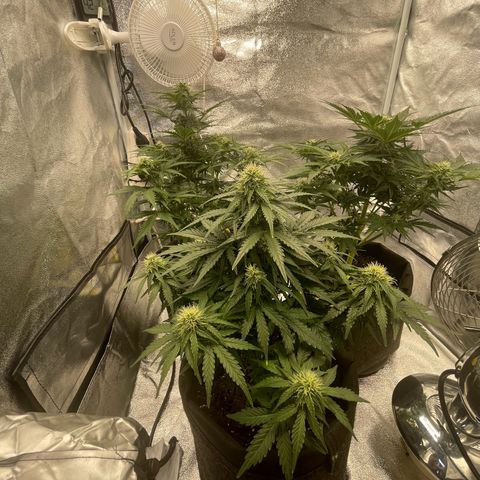 Babys try one growlog timeline photo