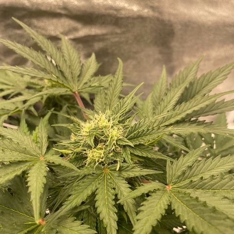 Babys try one growlog timeline photo