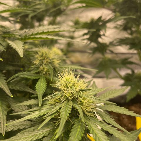 Babys try one growlog timeline photo