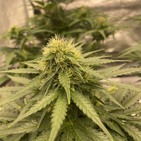 Babys try one growlog timeline photo