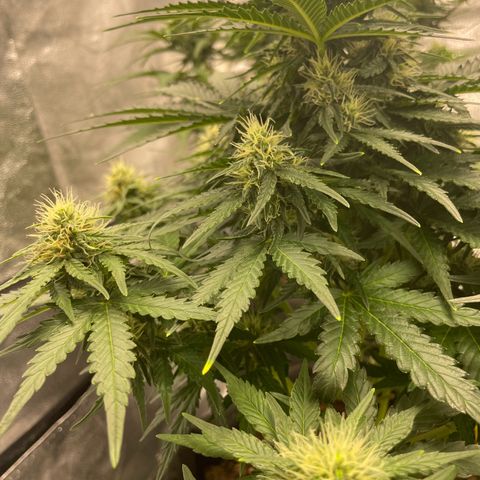 Babys try one growlog timeline photo