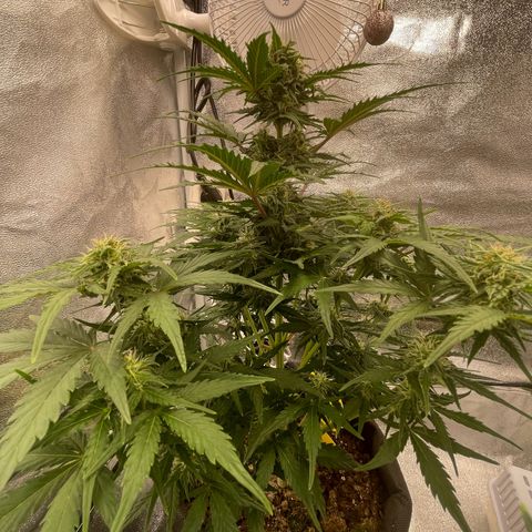 Babys try one growlog timeline photo